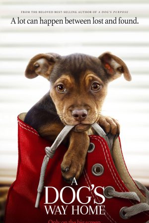 Sadık Dostum; Filmin orijinal adı: A Dog’s Way Home